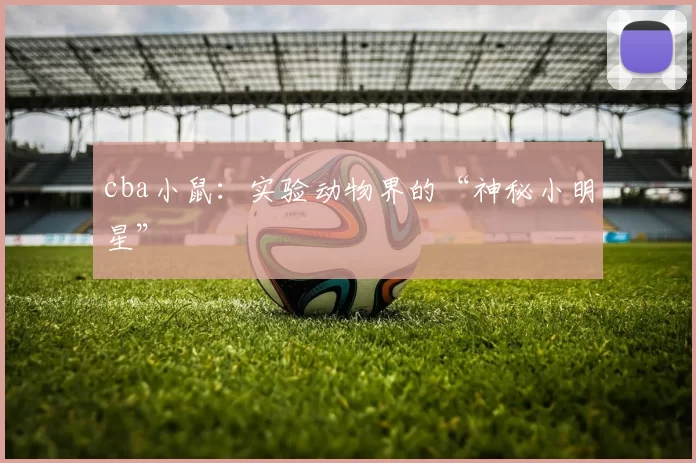 cba小鼠：实验动物界的“神秘小明星”